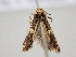  ( - BC ZSM Lep 106826)  @12 [ ] CreativeCommons - Attribution Non-Commercial Share-Alike (2019) SNSB, Staatliche Naturwissenschaftliche Sammlungen Bayerns ZSM (SNSB, Zoologische Staatssammlung Muenchen)