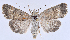 ( - BC ZSM Lep 106927)  @13 [ ] CreativeCommons - Attribution Non-Commercial Share-Alike (2019) SNSB, Staatliche Naturwissenschaftliche Sammlungen Bayerns ZSM (SNSB, Zoologische Staatssammlung Muenchen)