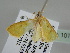  ( - BC ZSM Lep 107491)  @11 [ ] CreativeCommons - Attribution Non-Commercial Share-Alike (2020) SNSB, Staatliche Naturwissenschaftliche Sammlungen Bayerns ZSM (SNSB, Zoologische Staatssammlung Muenchen)