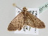  ( - BC ZSM Lep 107561)  @11 [ ] CreativeCommons - Attribution Non-Commercial Share-Alike (2020) SNSB, Staatliche Naturwissenschaftliche Sammlungen Bayerns ZSM (SNSB, Zoologische Staatssammlung Muenchen)