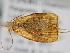  (Gonionota dryodesma - BC ZSM Lep 107658)  @11 [ ] CreativeCommons - Attribution Non-Commercial Share-Alike (2020) SNSB, Staatliche Naturwissenschaftliche Sammlungen Bayerns ZSM (SNSB, Zoologische Staatssammlung Muenchen)