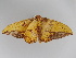  (Eacles barnesi - BC ZSM Lep 107770)  @14 [ ] CreativeCommons - Attribution Non-Commercial Share-Alike (2020) SNSB, Staatliche Naturwissenschaftliche Sammlungen Bayerns ZSM (SNSB, Zoologische Staatssammlung Muenchen)
