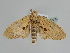  ( - BC ZSM Lep 107926)  @11 [ ] CreativeCommons - Attribution Non-Commercial Share-Alike (2020) SNSB, Staatliche Naturwissenschaftliche Sammlungen Bayerns ZSM (SNSB, Zoologische Staatssammlung Muenchen)