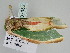  ( - BC ZSM Lep 107952)  @11 [ ] CreativeCommons - Attribution Non-Commercial Share-Alike (2020) SNSB, Staatliche Naturwissenschaftliche Sammlungen Bayerns ZSM (SNSB, Zoologische Staatssammlung Muenchen)