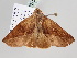  ( - BC ZSM Lep 107983)  @11 [ ] CreativeCommons - Attribution Non-Commercial Share-Alike (2020) SNSB, Staatliche Naturwissenschaftliche Sammlungen Bayerns ZSM (SNSB, Zoologische Staatssammlung Muenchen)