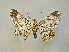 ( - BC ZSM Lep 106272)  @11 [ ] by-nc-sa (2020) SNSB, Staatliche Naturwissenschaftliche Sammlungen Bayerns ZSM (SNSB, Zoologische Staatssammlung Muenchen)
