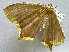  ( - BC ZSM Lep 106338)  @11 [ ] by-nc-sa (2020) SNSB, Staatliche Naturwissenschaftliche Sammlungen Bayerns ZSM (SNSB, Zoologische Staatssammlung Muenchen)