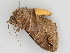  ( - BC ZSM Lep 108123)  @11 [ ] CreativeCommons - Attribution Non-Commercial Share-Alike (2020) SNSB, Staatliche Naturwissenschaftliche Sammlungen Bayerns ZSM (SNSB, Zoologische Staatssammlung Muenchen)