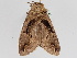  ( - BC ZSM Lep 108124)  @11 [ ] CreativeCommons - Attribution Non-Commercial Share-Alike (2020) SNSB, Staatliche Naturwissenschaftliche Sammlungen Bayerns ZSM (SNSB, Zoologische Staatssammlung Muenchen)