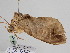 ( - BC ZSM Lep 108126)  @11 [ ] CreativeCommons - Attribution Non-Commercial Share-Alike (2020) SNSB, Staatliche Naturwissenschaftliche Sammlungen Bayerns ZSM (SNSB, Zoologische Staatssammlung Muenchen)