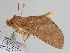  ( - BC ZSM Lep 108132)  @11 [ ] CreativeCommons - Attribution Non-Commercial Share-Alike (2020) SNSB, Staatliche Naturwissenschaftliche Sammlungen Bayerns ZSM (SNSB, Zoologische Staatssammlung Muenchen)