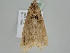  ( - BC ZSM Lep 108139)  @11 [ ] CreativeCommons - Attribution Non-Commercial Share-Alike (2020) SNSB, Staatliche Naturwissenschaftliche Sammlungen Bayerns ZSM (SNSB, Zoologische Staatssammlung Muenchen)