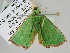  ( - BC ZSM Lep 108146)  @11 [ ] CreativeCommons - Attribution Non-Commercial Share-Alike (2020) SNSB, Staatliche Naturwissenschaftliche Sammlungen Bayerns ZSM (SNSB, Zoologische Staatssammlung Muenchen)