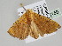  ( - BC ZSM Lep 108150)  @11 [ ] CreativeCommons - Attribution Non-Commercial Share-Alike (2020) SNSB, Staatliche Naturwissenschaftliche Sammlungen Bayerns ZSM (SNSB, Zoologische Staatssammlung Muenchen)