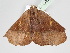  ( - BC ZSM Lep 108212)  @11 [ ] CreativeCommons - Attribution Non-Commercial Share-Alike (2020) SNSB, Staatliche Naturwissenschaftliche Sammlungen Bayerns ZSM (SNSB, Zoologische Staatssammlung Muenchen)