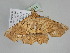 ( - BC ZSM Lep 108214)  @11 [ ] CreativeCommons - Attribution Non-Commercial Share-Alike (2020) SNSB, Staatliche Naturwissenschaftliche Sammlungen Bayerns ZSM (SNSB, Zoologische Staatssammlung Muenchen)