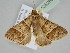  ( - BC ZSM Lep 108266)  @11 [ ] CreativeCommons - Attribution Non-Commercial Share-Alike (2020) SNSB, Staatliche Naturwissenschaftliche Sammlungen Bayerns ZSM (SNSB, Zoologische Staatssammlung Muenchen)