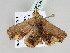  ( - BC ZSM Lep 108280)  @11 [ ] CreativeCommons - Attribution Non-Commercial Share-Alike (2020) SNSB, Staatliche Naturwissenschaftliche Sammlungen Bayerns ZSM (SNSB, Zoologische Staatssammlung Muenchen)