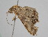  ( - BC ZSM Lep 108342)  @11 [ ] CreativeCommons - Attribution Non-Commercial Share-Alike (2020) SNSB, Staatliche Naturwissenschaftliche Sammlungen Bayerns ZSM (SNSB, Zoologische Staatssammlung Muenchen)