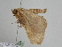  ( - BC ZSM Lep 108349)  @11 [ ] CreativeCommons - Attribution Non-Commercial Share-Alike (2020) SNSB, Staatliche Naturwissenschaftliche Sammlungen Bayerns ZSM (SNSB, Zoologische Staatssammlung Muenchen)