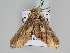  (Eutelia AH01Pe - BC ZSM Lep 108362)  @11 [ ] CreativeCommons - Attribution Non-Commercial Share-Alike (2020) SNSB, Staatliche Naturwissenschaftliche Sammlungen Bayerns ZSM (SNSB, Zoologische Staatssammlung Muenchen)