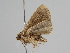  ( - BC ZSM Lep 108368)  @11 [ ] CreativeCommons - Attribution Non-Commercial Share-Alike (2020) SNSB, Staatliche Naturwissenschaftliche Sammlungen Bayerns ZSM (SNSB, Zoologische Staatssammlung Muenchen)