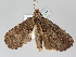  ( - BC ZSM Lep 108404)  @11 [ ] CreativeCommons - Attribution Non-Commercial Share-Alike (2020) SNSB, Staatliche Naturwissenschaftliche Sammlungen Bayerns ZSM (SNSB, Zoologische Staatssammlung Muenchen)