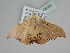  ( - BC ZSM Lep 108464)  @12 [ ] CreativeCommons - Attribution Non-Commercial Share-Alike (2020) SNSB, Staatliche Naturwissenschaftliche Sammlungen Bayerns ZSM (SNSB, Zoologische Staatssammlung Muenchen)
