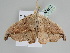  ( - BC ZSM Lep 108467)  @12 [ ] CreativeCommons - Attribution Non-Commercial Share-Alike (2020) SNSB, Staatliche Naturwissenschaftliche Sammlungen Bayerns ZSM (SNSB, Zoologische Staatssammlung Muenchen)