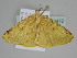  ( - BC ZSM Lep 108472)  @11 [ ] CreativeCommons - Attribution Non-Commercial Share-Alike (2020) SNSB, Staatliche Naturwissenschaftliche Sammlungen Bayerns ZSM (SNSB, Zoologische Staatssammlung Muenchen)