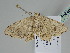  ( - BC ZSM Lep 108492)  @11 [ ] CreativeCommons - Attribution Non-Commercial Share-Alike (2020) SNSB, Staatliche Naturwissenschaftliche Sammlungen Bayerns ZSM (SNSB, Zoologische Staatssammlung Muenchen)
