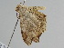  ( - BC ZSM Lep 108500)  @11 [ ] CreativeCommons - Attribution Non-Commercial Share-Alike (2020) SNSB, Staatliche Naturwissenschaftliche Sammlungen Bayerns ZSM (SNSB, Zoologische Staatssammlung Muenchen)