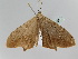  ( - BC ZSM Lep 108566)  @11 [ ] CreativeCommons - Attribution Non-Commercial Share-Alike (2020) SNSB, Staatliche Naturwissenschaftliche Sammlungen Bayerns ZSM (SNSB, Zoologische Staatssammlung Muenchen)