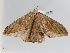  ( - BC ZSM Lep 108575)  @13 [ ] CreativeCommons - Attribution Non-Commercial Share-Alike (2020) SNSB, Staatliche Naturwissenschaftliche Sammlungen Bayerns ZSM (SNSB, Zoologische Staatssammlung Muenchen)