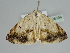  ( - BC ZSM Lep 108594)  @11 [ ] CreativeCommons - Attribution Non-Commercial Share-Alike (2020) SNSB, Staatliche Naturwissenschaftliche Sammlungen Bayerns ZSM (SNSB, Zoologische Staatssammlung Muenchen)