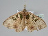  ( - BC ZSM Lep 108600)  @11 [ ] CreativeCommons - Attribution Non-Commercial Share-Alike (2020) SNSB, Staatliche Naturwissenschaftliche Sammlungen Bayerns ZSM (SNSB, Zoologische Staatssammlung Muenchen)