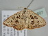  ( - BC ZSM Lep 108607)  @11 [ ] CreativeCommons - Attribution Non-Commercial Share-Alike (2020) SNSB, Staatliche Naturwissenschaftliche Sammlungen Bayerns ZSM (SNSB, Zoologische Staatssammlung Muenchen)