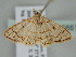  ( - BC ZSM Lep 108613)  @11 [ ] CreativeCommons - Attribution Non-Commercial Share-Alike (2020) SNSB, Staatliche Naturwissenschaftliche Sammlungen Bayerns ZSM (SNSB, Zoologische Staatssammlung Muenchen)