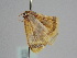  ( - BC ZSM Lep 108620)  @11 [ ] CreativeCommons - Attribution Non-Commercial Share-Alike (2020) SNSB, Staatliche Naturwissenschaftliche Sammlungen Bayerns ZSM (SNSB, Zoologische Staatssammlung Muenchen)