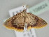  ( - BC ZSM Lep 108624)  @11 [ ] CreativeCommons - Attribution Non-Commercial Share-Alike (2020) SNSB, Staatliche Naturwissenschaftliche Sammlungen Bayerns ZSM (SNSB, Zoologische Staatssammlung Muenchen)