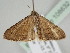  ( - BC ZSM Lep 108632)  @11 [ ] CreativeCommons - Attribution Non-Commercial Share-Alike (2020) SNSB, Staatliche Naturwissenschaftliche Sammlungen Bayerns ZSM (SNSB, Zoologische Staatssammlung Muenchen)