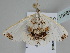  ( - BC ZSM Lep 108650)  @13 [ ] CreativeCommons - Attribution Non-Commercial Share-Alike (2020) SNSB, Staatliche Naturwissenschaftliche Sammlungen Bayerns ZSM (SNSB, Zoologische Staatssammlung Muenchen)