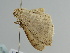  ( - BC ZSM Lep 108674)  @11 [ ] CreativeCommons - Attribution Non-Commercial Share-Alike (2020) SNSB, Staatliche Naturwissenschaftliche Sammlungen Bayerns ZSM (SNSB, Zoologische Staatssammlung Muenchen)