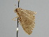  ( - BC ZSM Lep 108675)  @11 [ ] CreativeCommons - Attribution Non-Commercial Share-Alike (2020) SNSB, Staatliche Naturwissenschaftliche Sammlungen Bayerns ZSM (SNSB, Zoologische Staatssammlung Muenchen)