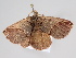  ( - BC ZSM Lep 108705)  @11 [ ] CreativeCommons - Attribution Non-Commercial Share-Alike (2020) SNSB, Staatliche Naturwissenschaftliche Sammlungen Bayerns ZSM (SNSB, Zoologische Staatssammlung Muenchen)