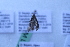  ( - BC ZSM Lep 108996)  @11 [ ] by-nc-sa (2020) SNSB, Staatliche Naturwissenschaftliche Sammlungen Bayerns ZSM (SNSB, Zoologische Staatssammlung Muenchen)