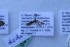  ( - BC ZSM Lep 109002)  @11 [ ] by-nc-sa (2020) SNSB, Staatliche Naturwissenschaftliche Sammlungen Bayerns ZSM (SNSB, Zoologische Staatssammlung Muenchen)