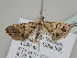  ( - BC ZSM Lep 109446)  @11 [ ] CreativeCommons - Attribution Non-Commercial Share-Alike (2020) SNSB, Staatliche Naturwissenschaftliche Sammlungen Bayerns ZSM (SNSB, Zoologische Staatssammlung Muenchen)