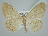  (Scopula atricapilla - BC ZSM Lep 109482)  @14 [ ] CreativeCommons - Attribution Non-Commercial Share-Alike (2020) SNSB, Staatliche Naturwissenschaftliche Sammlungen Bayerns ZSM (SNSB, Zoologische Staatssammlung Muenchen)