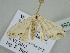 ( - BC ZSM Lep 109490)  @13 [ ] CreativeCommons - Attribution Non-Commercial Share-Alike (2020) SNSB, Staatliche Naturwissenschaftliche Sammlungen Bayerns ZSM (SNSB, Zoologische Staatssammlung Muenchen)